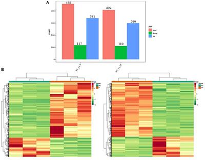 Effects of Pgam1-mediated glycolysis pathway in Sertoli cells on Spermatogonial stem cells based on transcriptomics and energy metabolomics